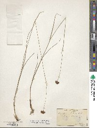 Rhynchospora pallida image