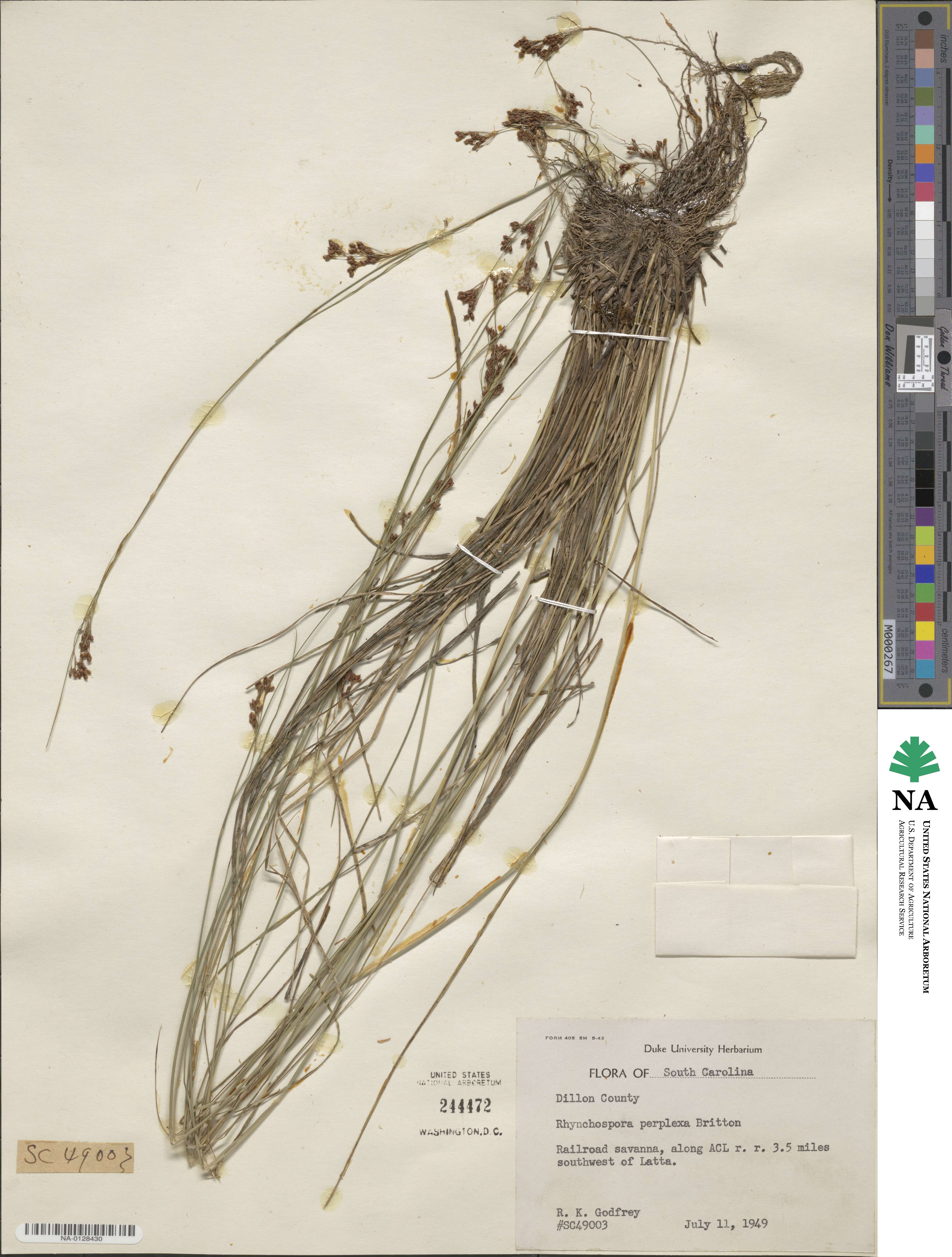 Rhynchospora pleiantha image
