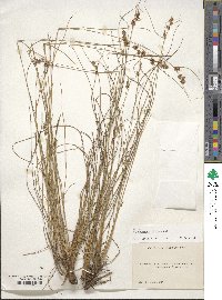 Rhynchospora plumosa image