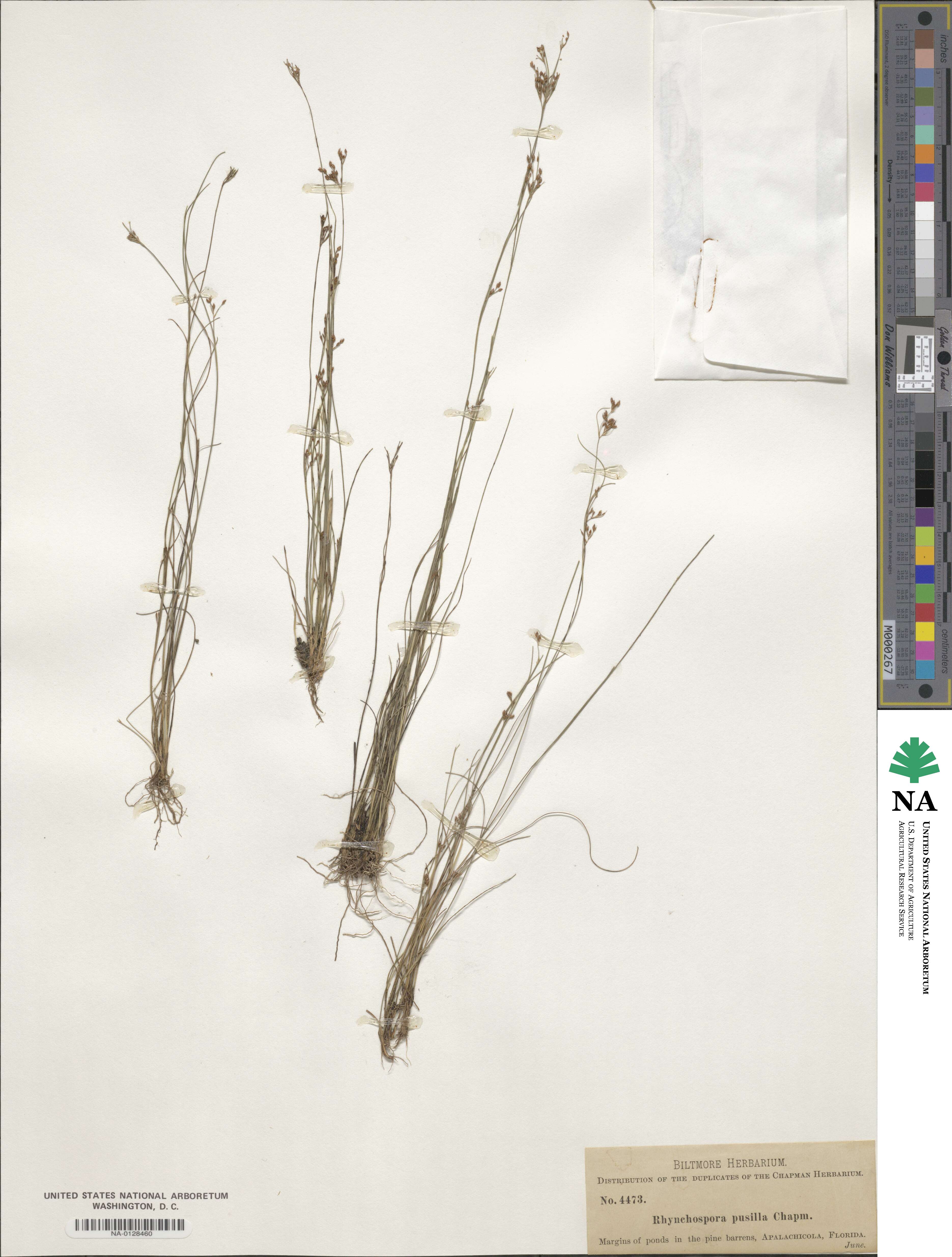Rhynchospora pusilla image
