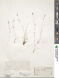 Rhynchospora pusilla image