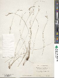 Rhynchospora rariflora image