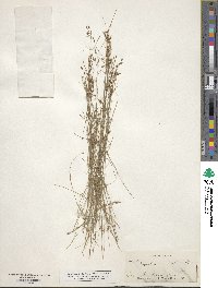 Rhynchospora rariflora image