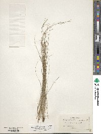 Rhynchospora rariflora image