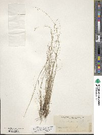 Rhynchospora rariflora image