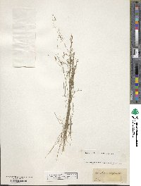 Rhynchospora rariflora image