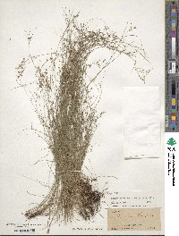 Rhynchospora rariflora image