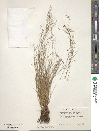 Rhynchospora rariflora image