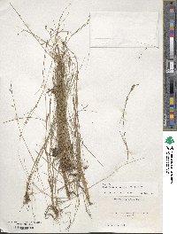 Rhynchospora rariflora image