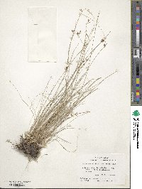 Rhynchospora rariflora image