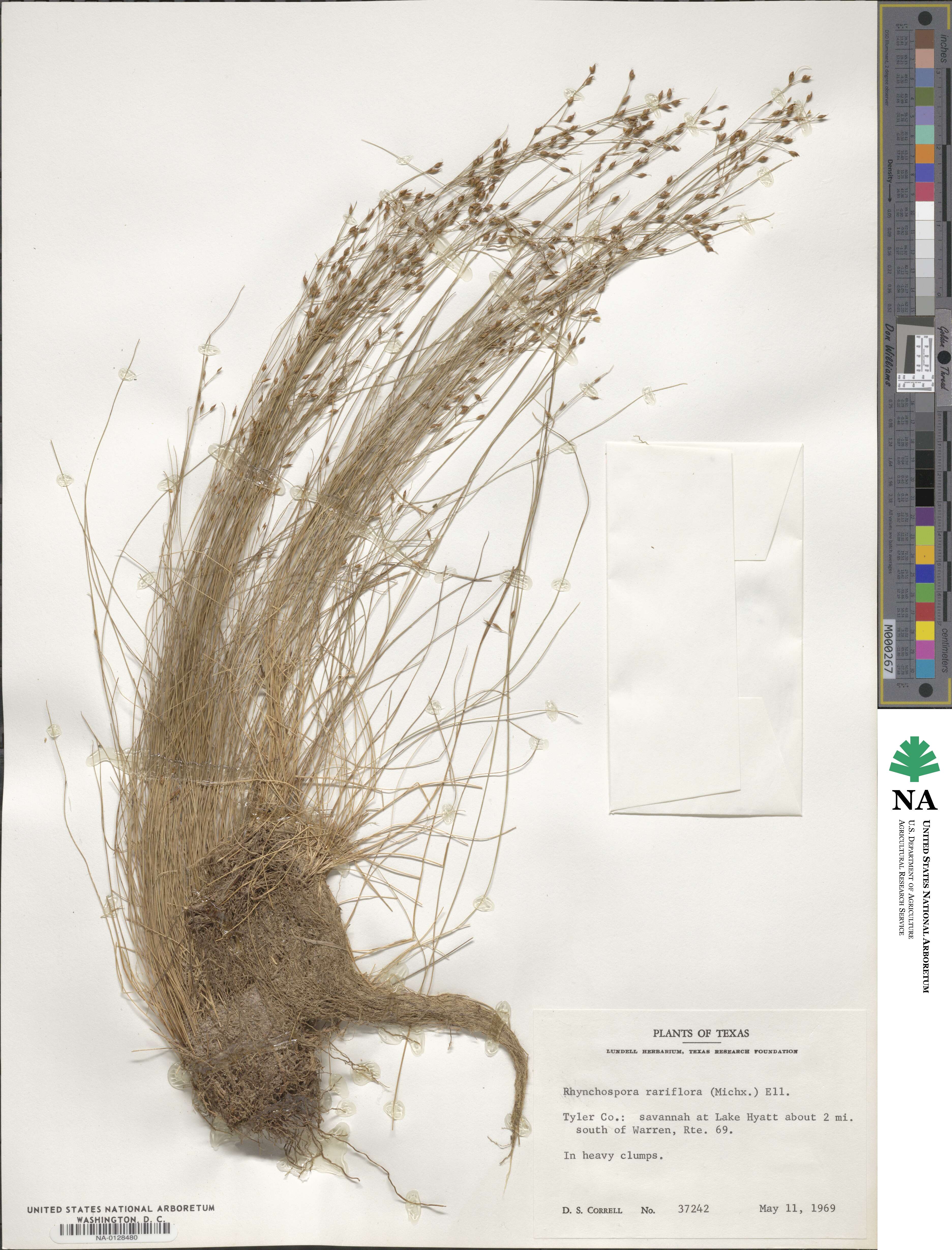Rhynchospora rariflora image