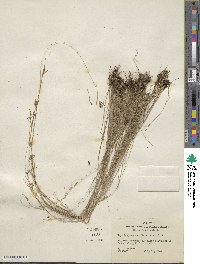 Rhynchospora rariflora image