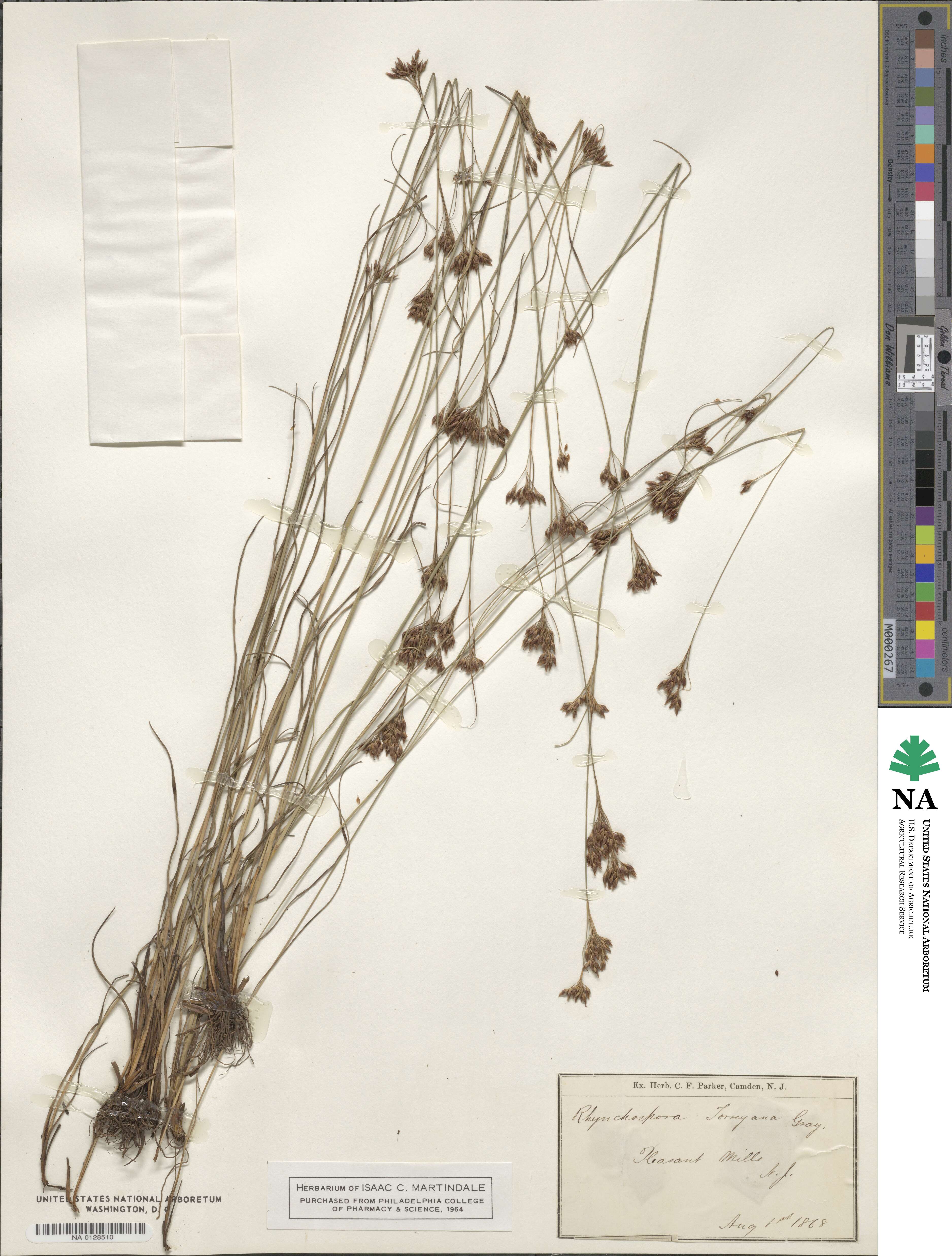 Rhynchospora torreyana image