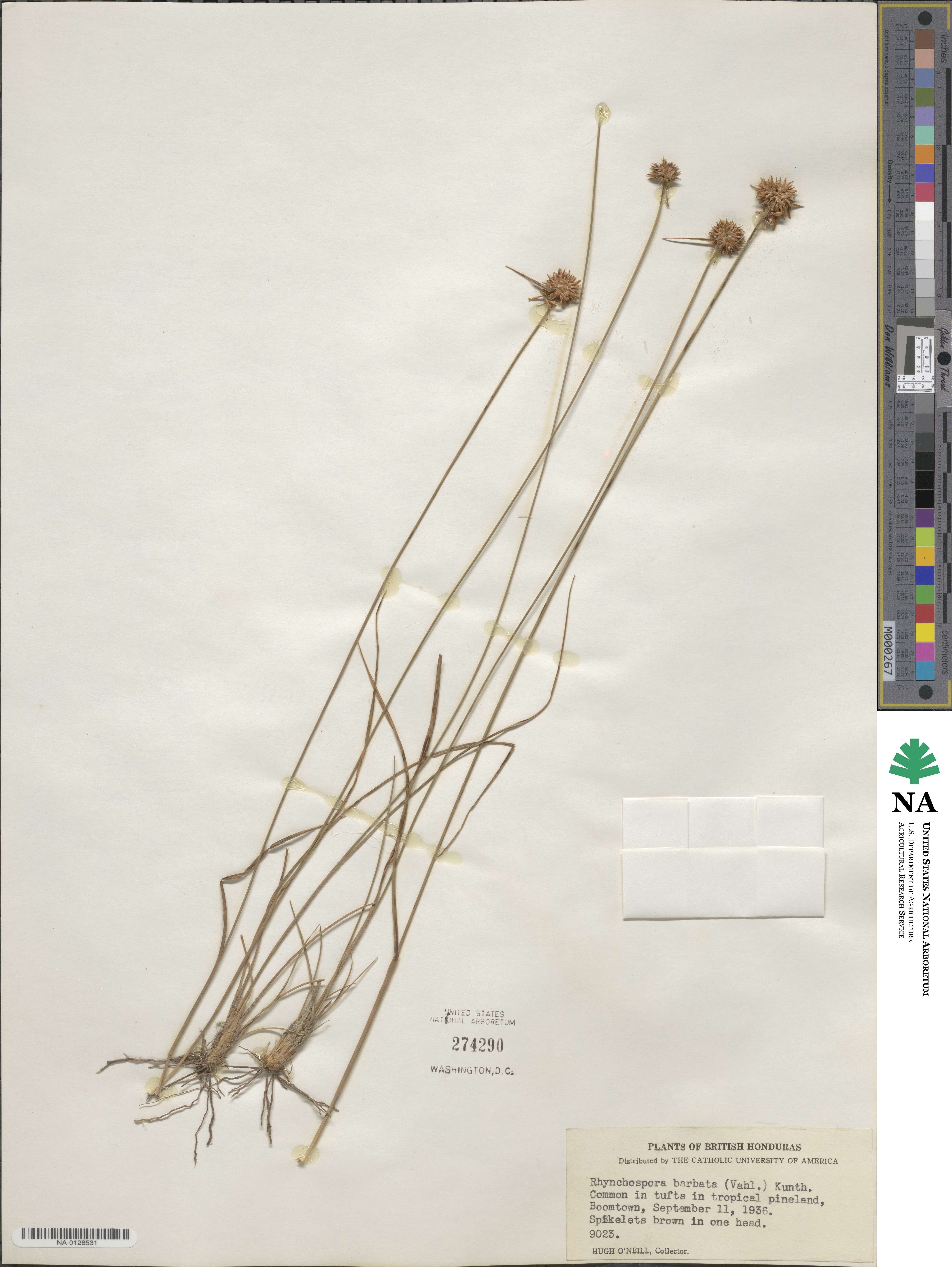 Rhynchospora barbata image