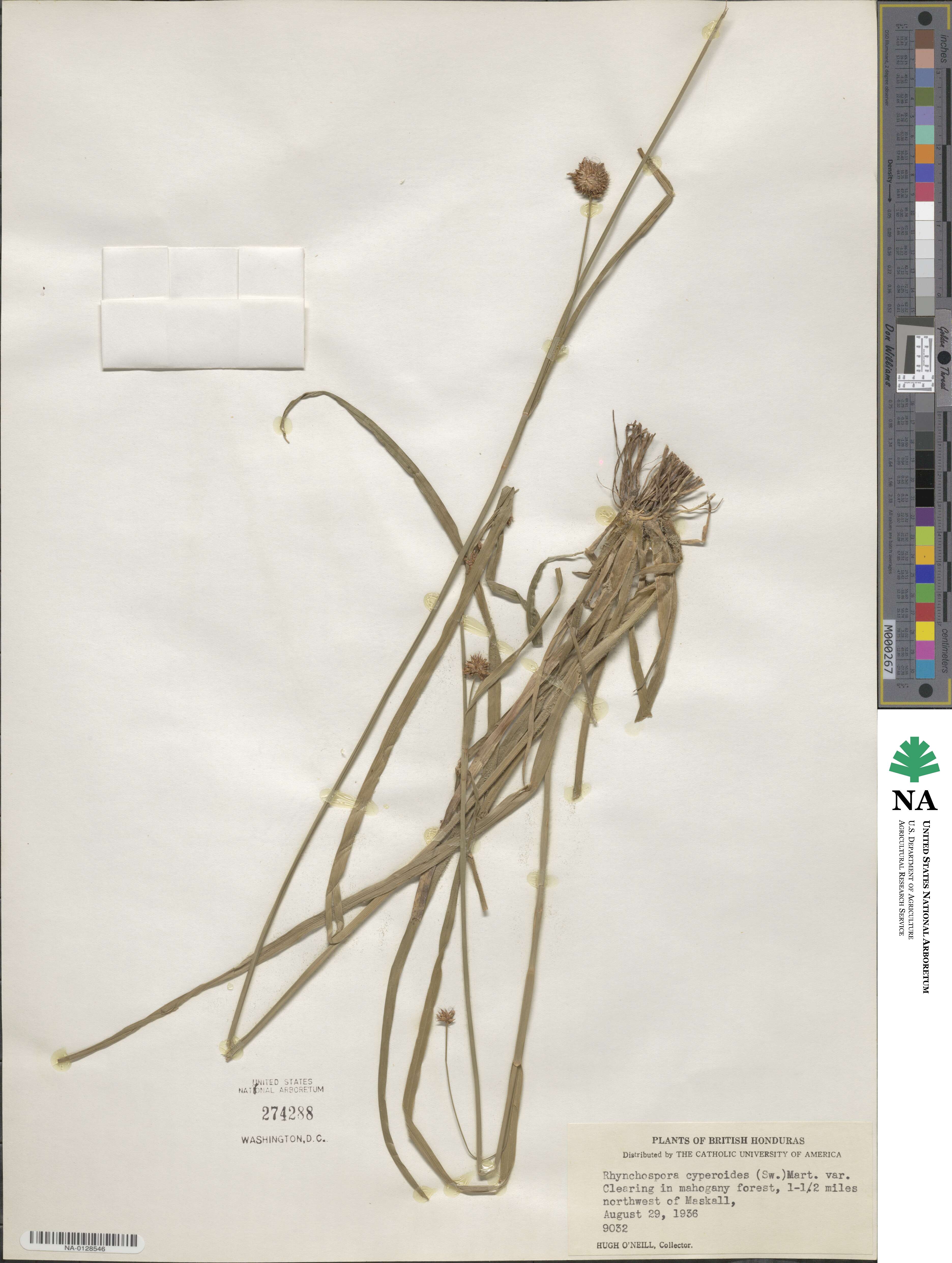 Rhynchospora holoschoenoides image