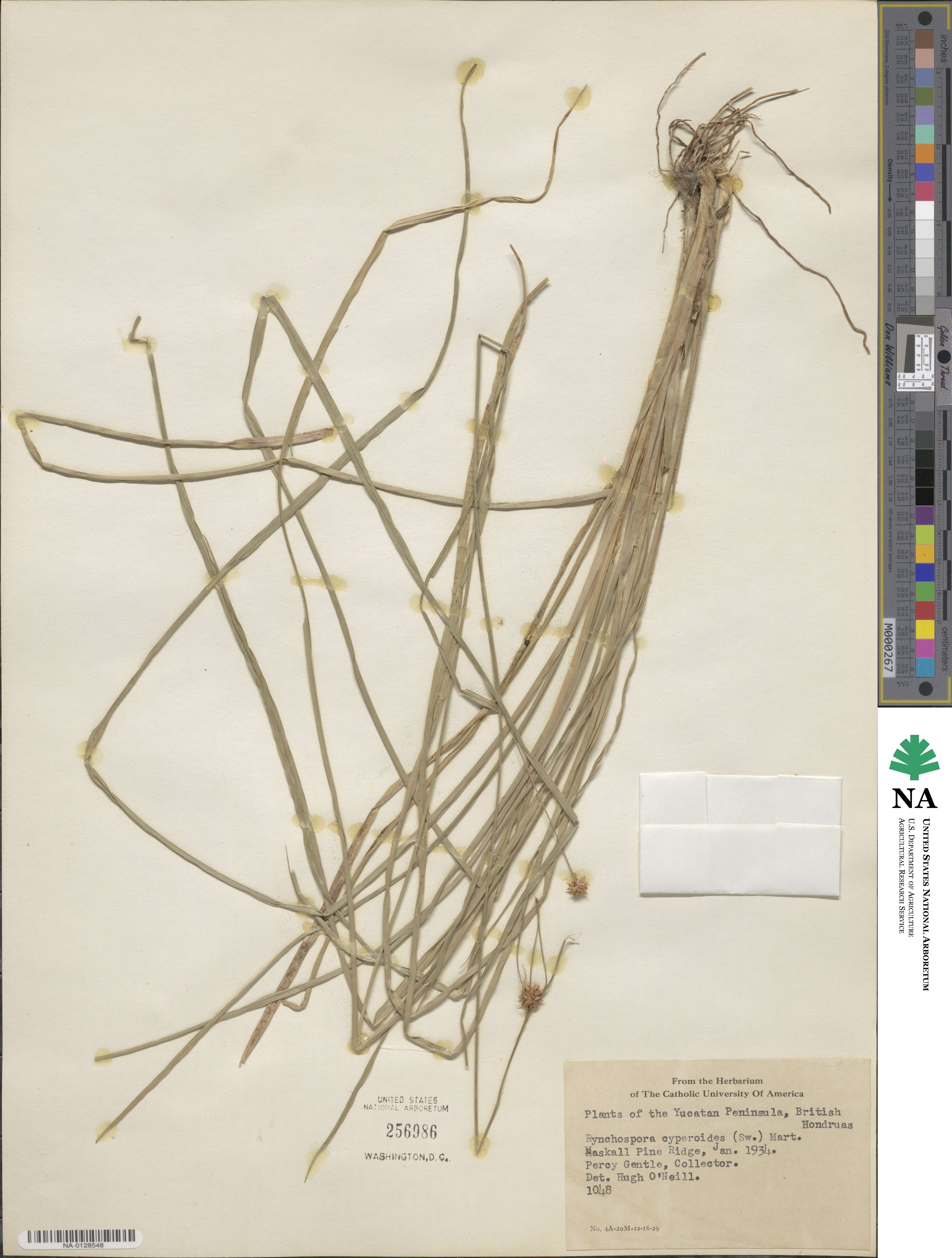 Rhynchospora holoschoenoides image