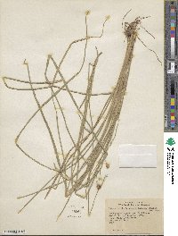 Rhynchospora holoschoenoides image