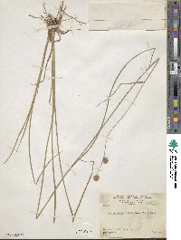 Rhynchospora holoschoenoides image