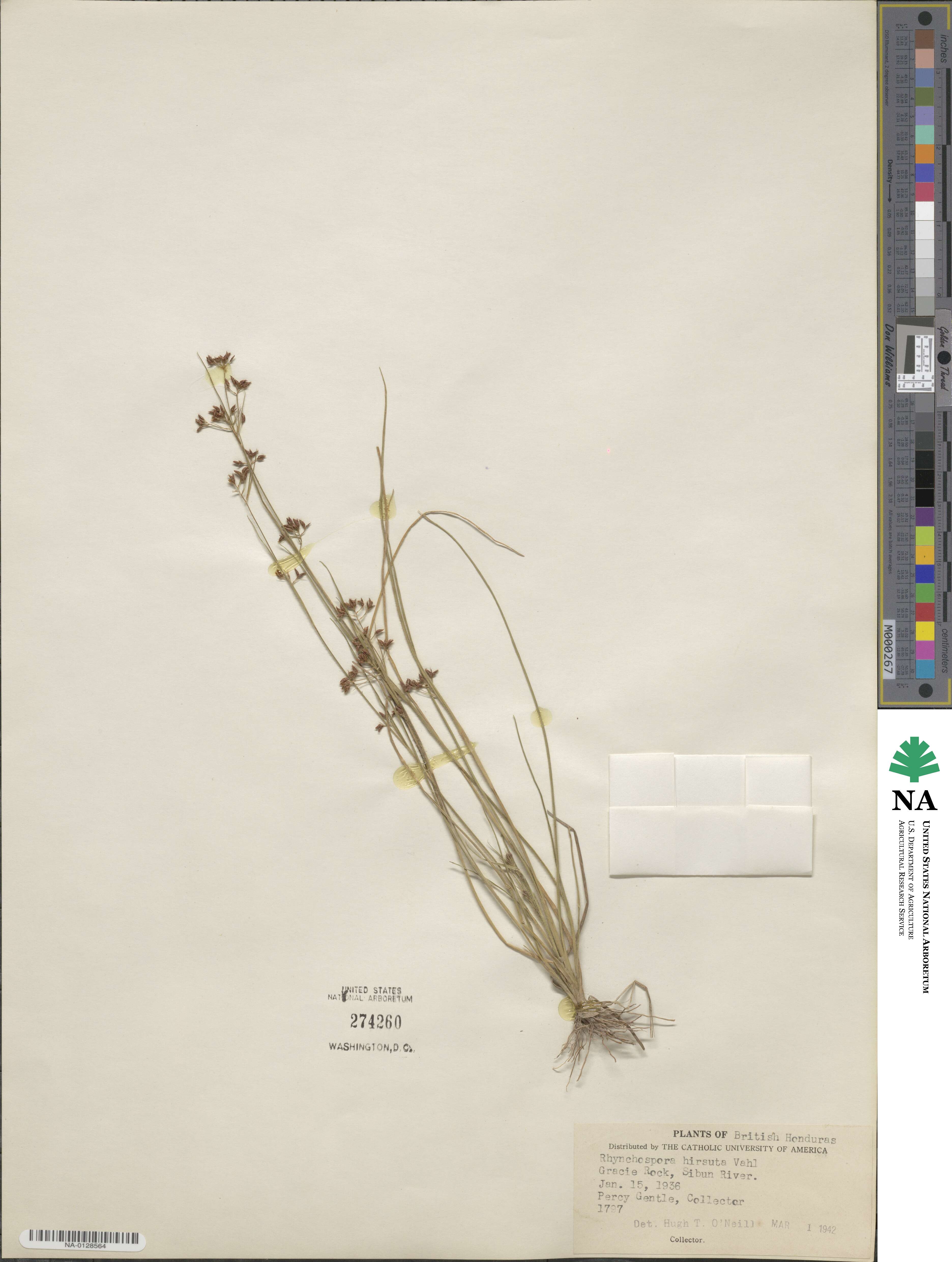 Rhynchospora hirsuta image