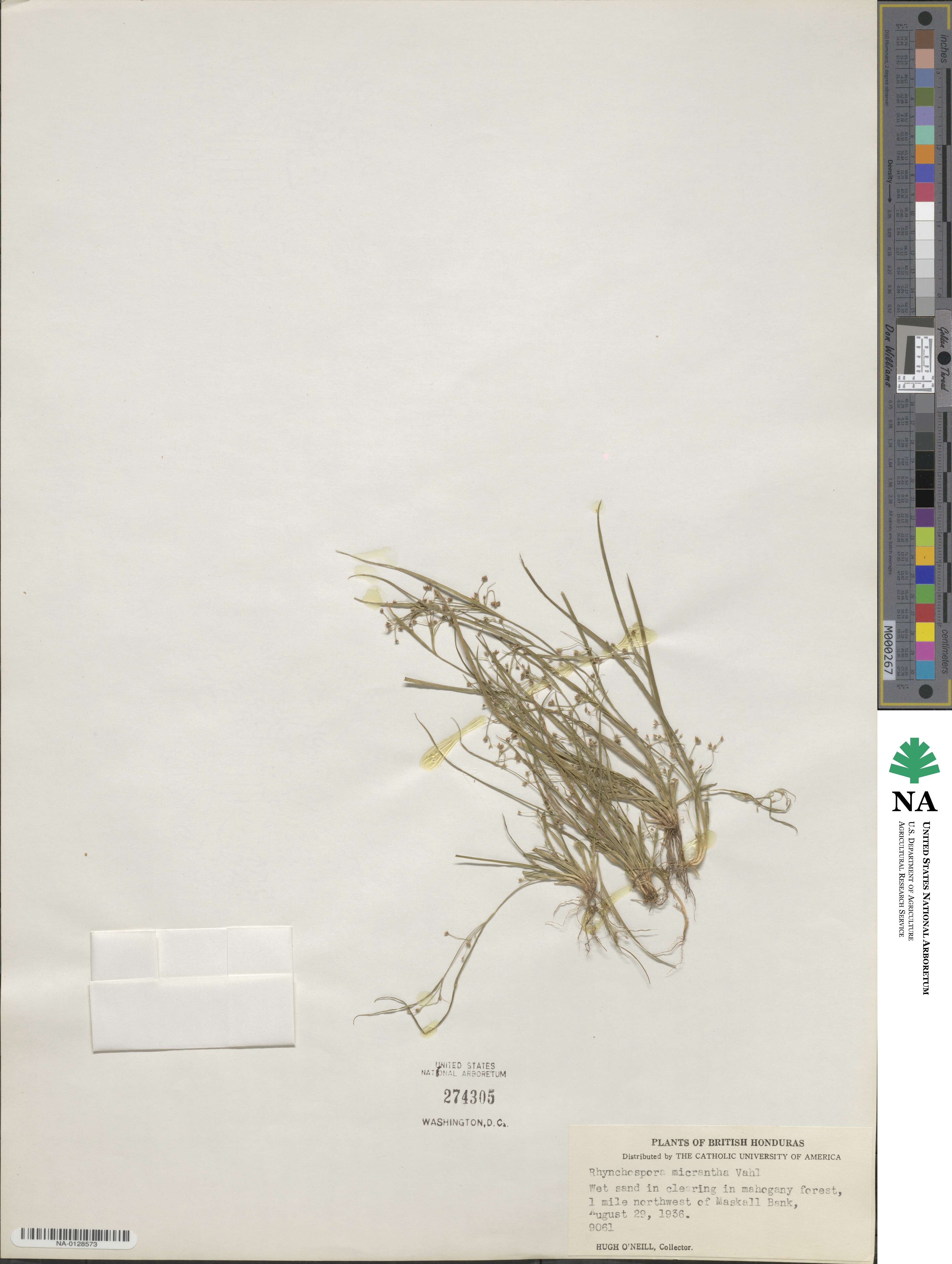 Rhynchospora micrantha image