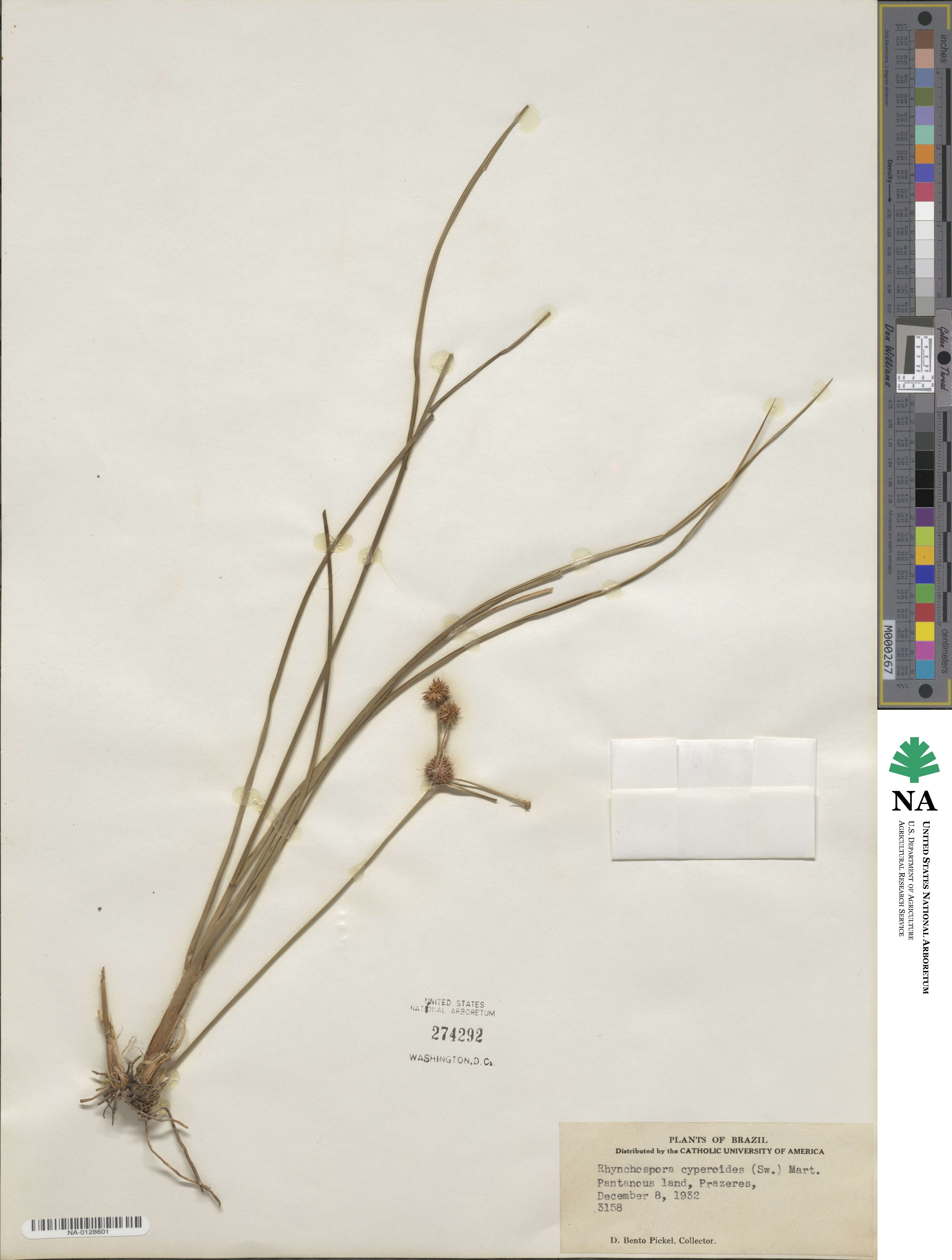 Rhynchospora holoschoenoides image