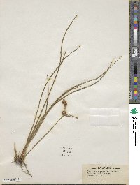 Rhynchospora holoschoenoides image