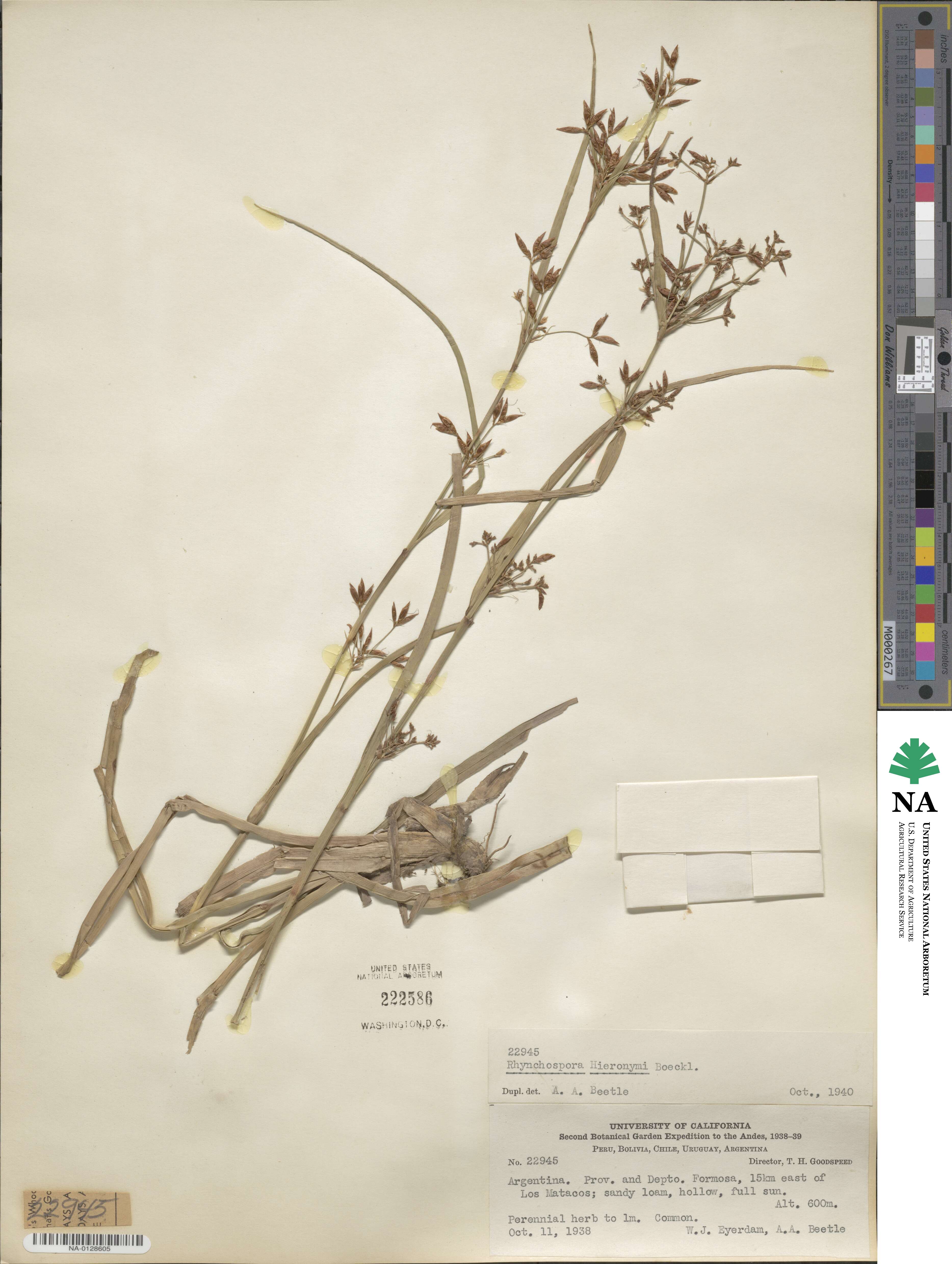 Rhynchospora hieronymi image