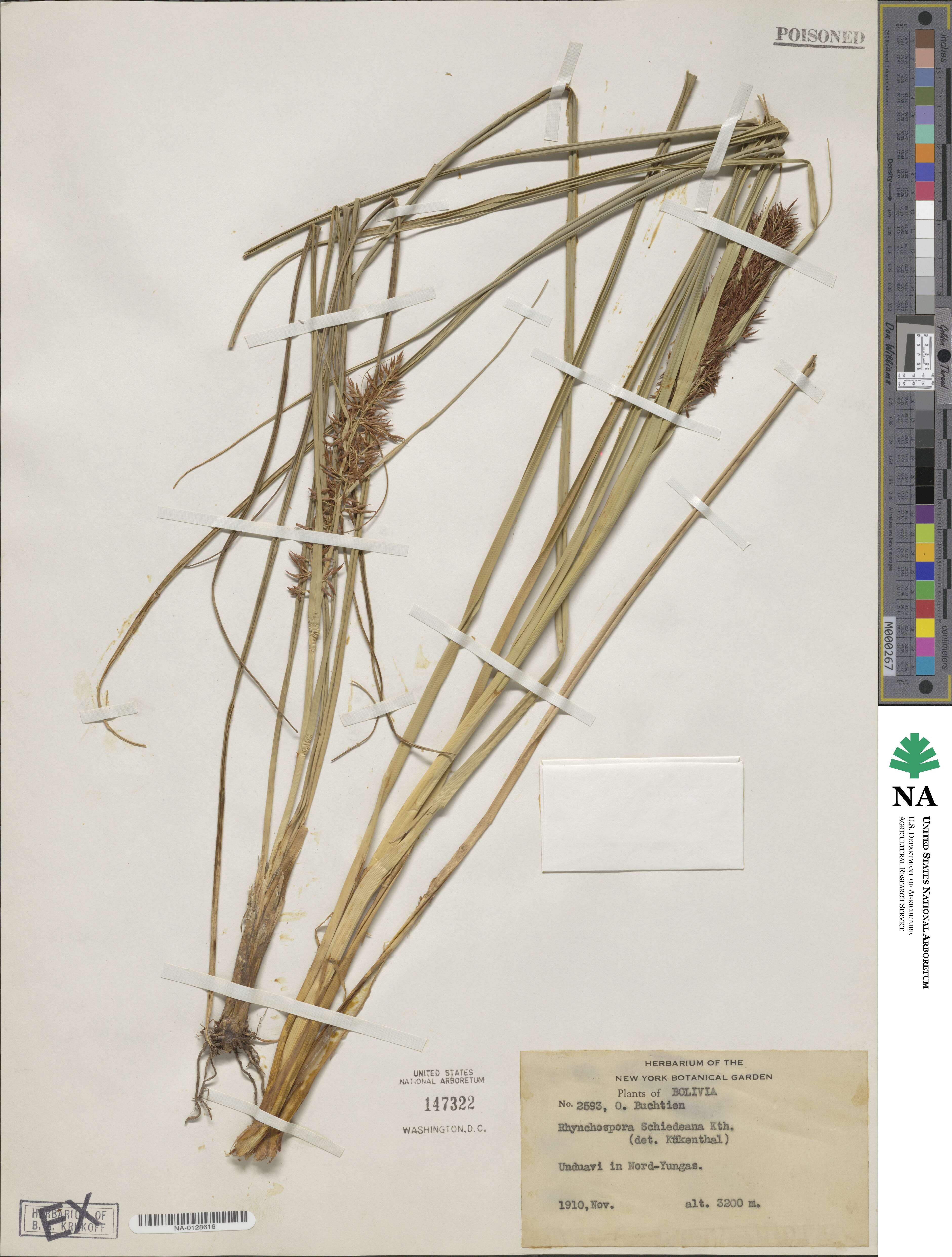 Rhynchospora schiedeana image