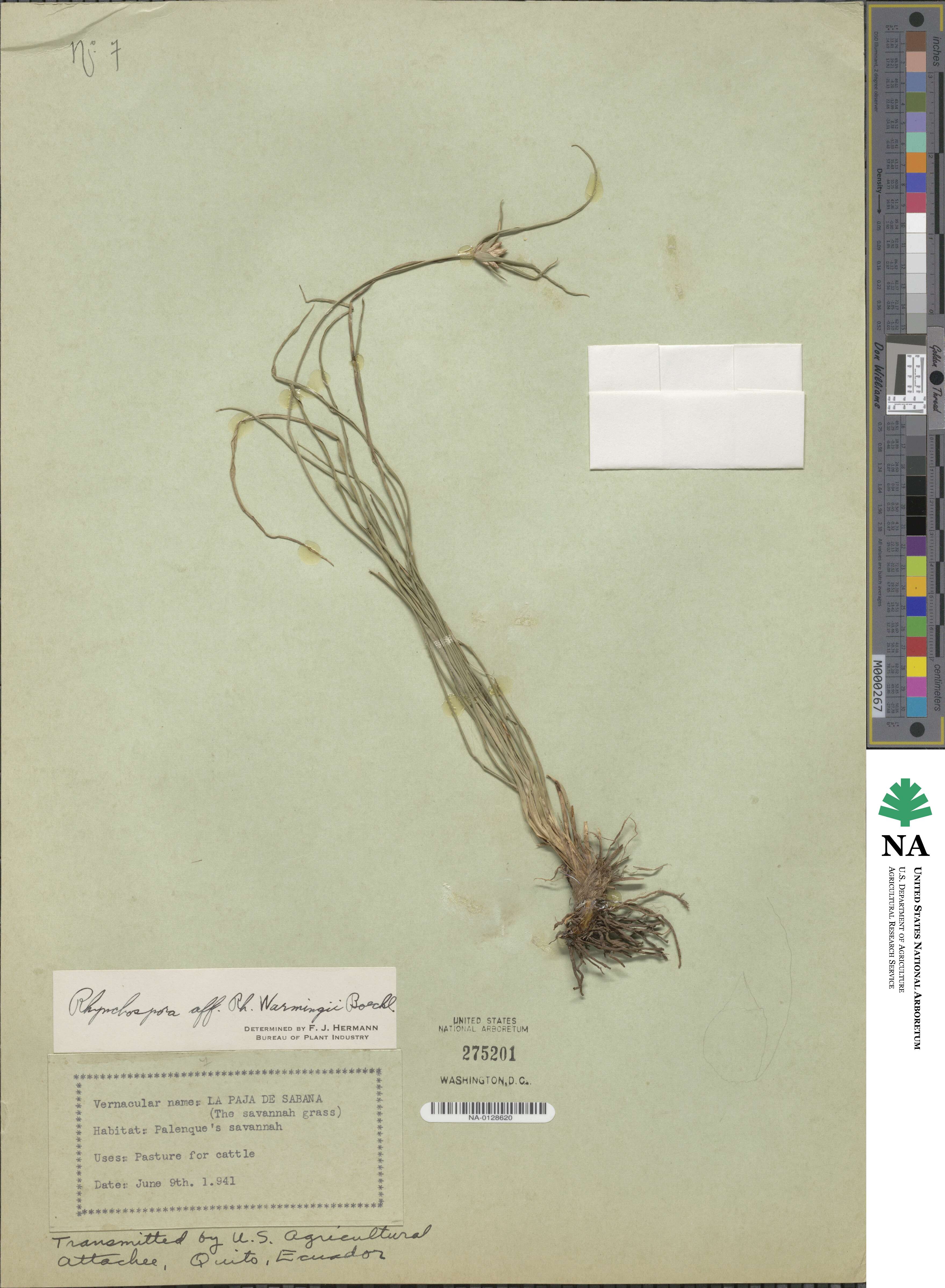 Rhynchospora warmingii image