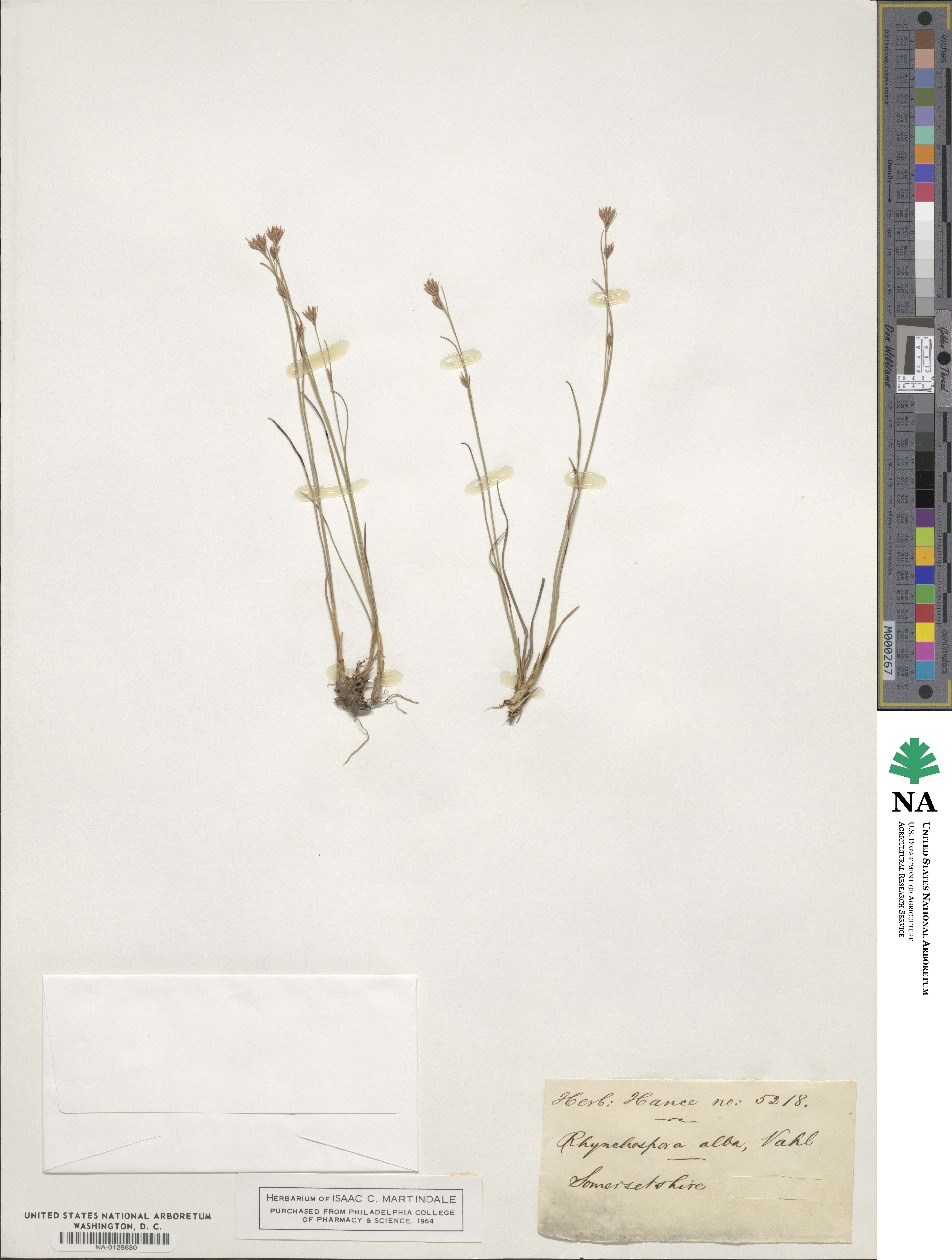 Rhynchospora alba image