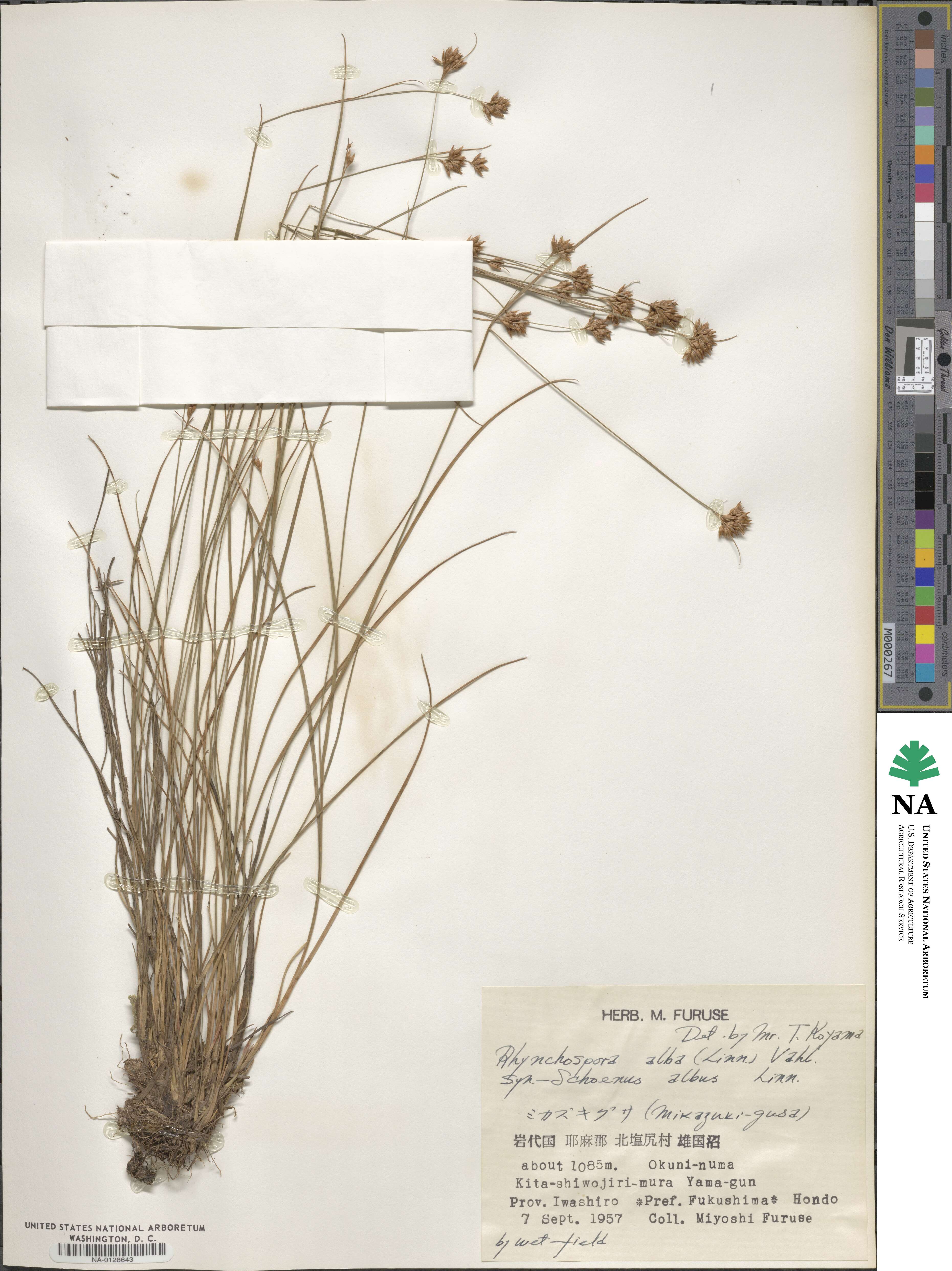Rhynchospora alba image