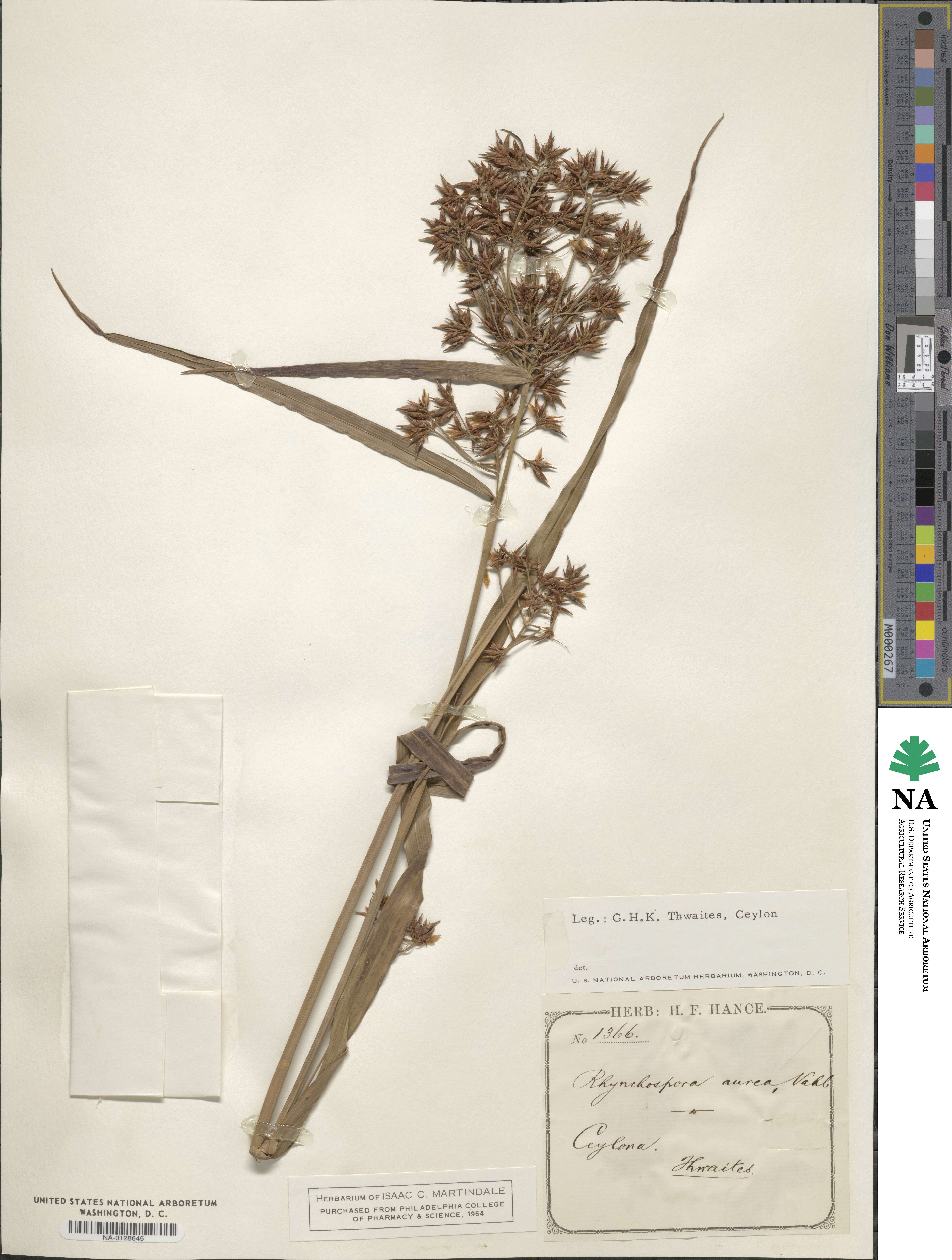 Rhynchospora corymbosa image