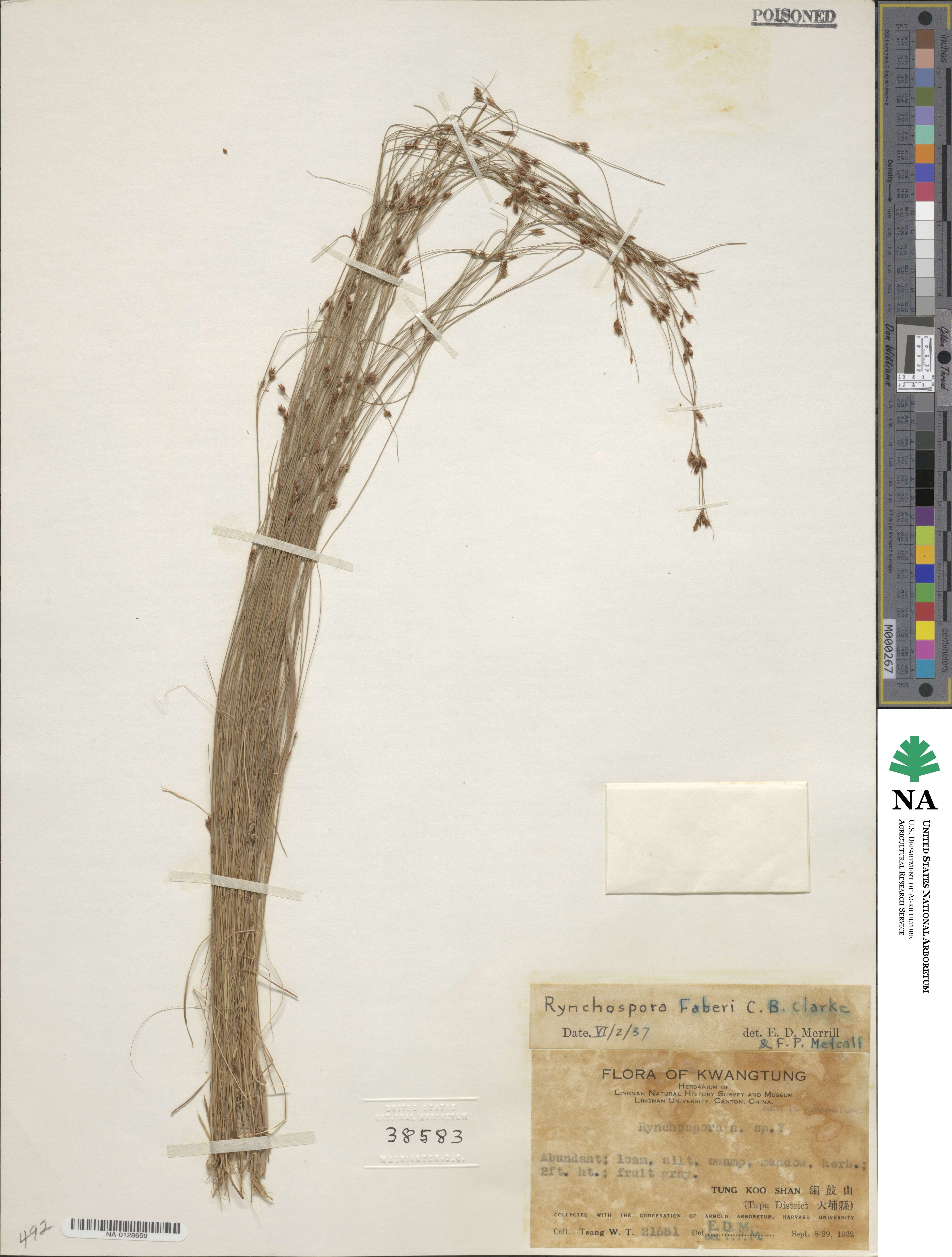Rhynchospora faberi image