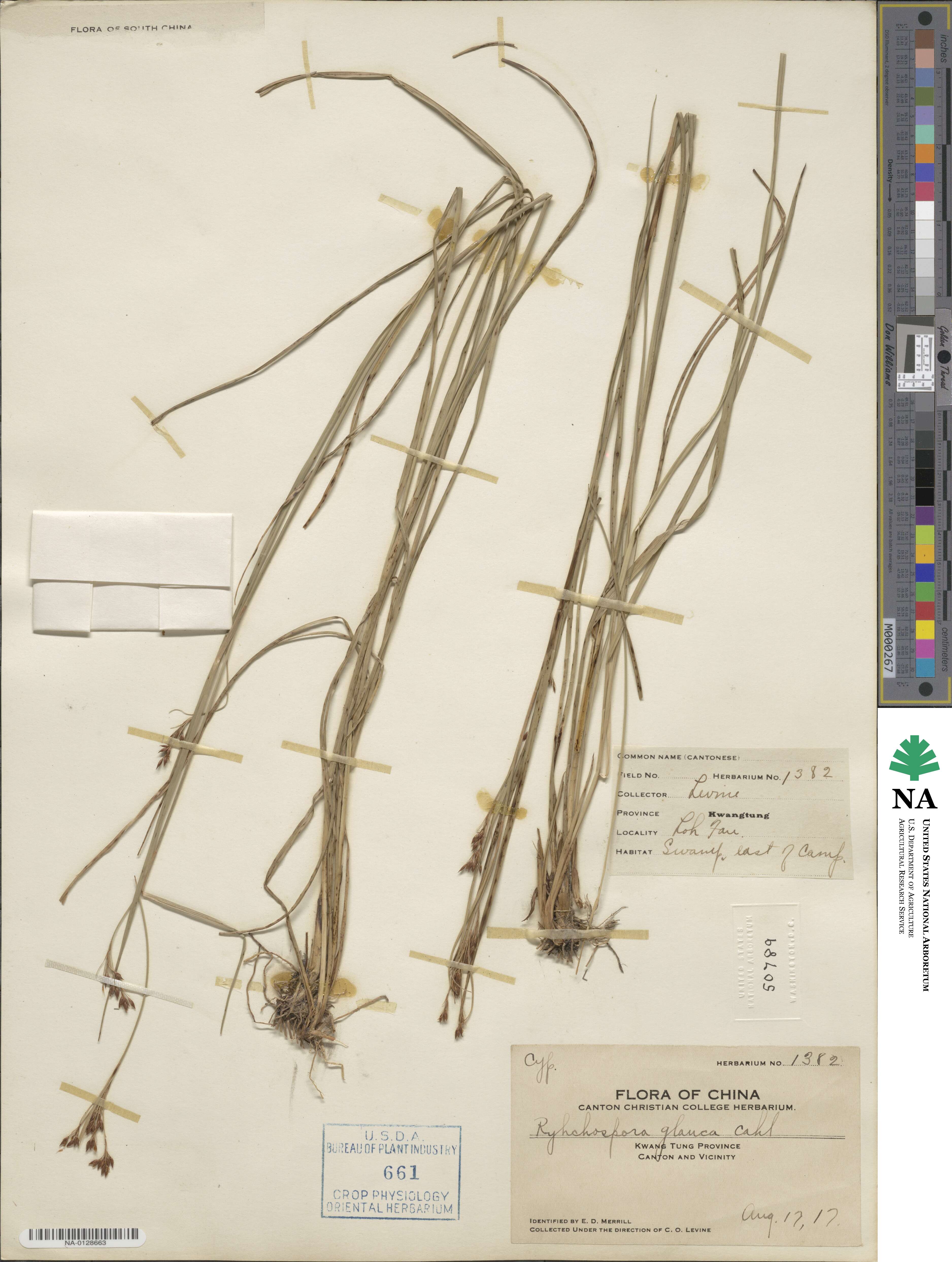 Rhynchospora glauca image