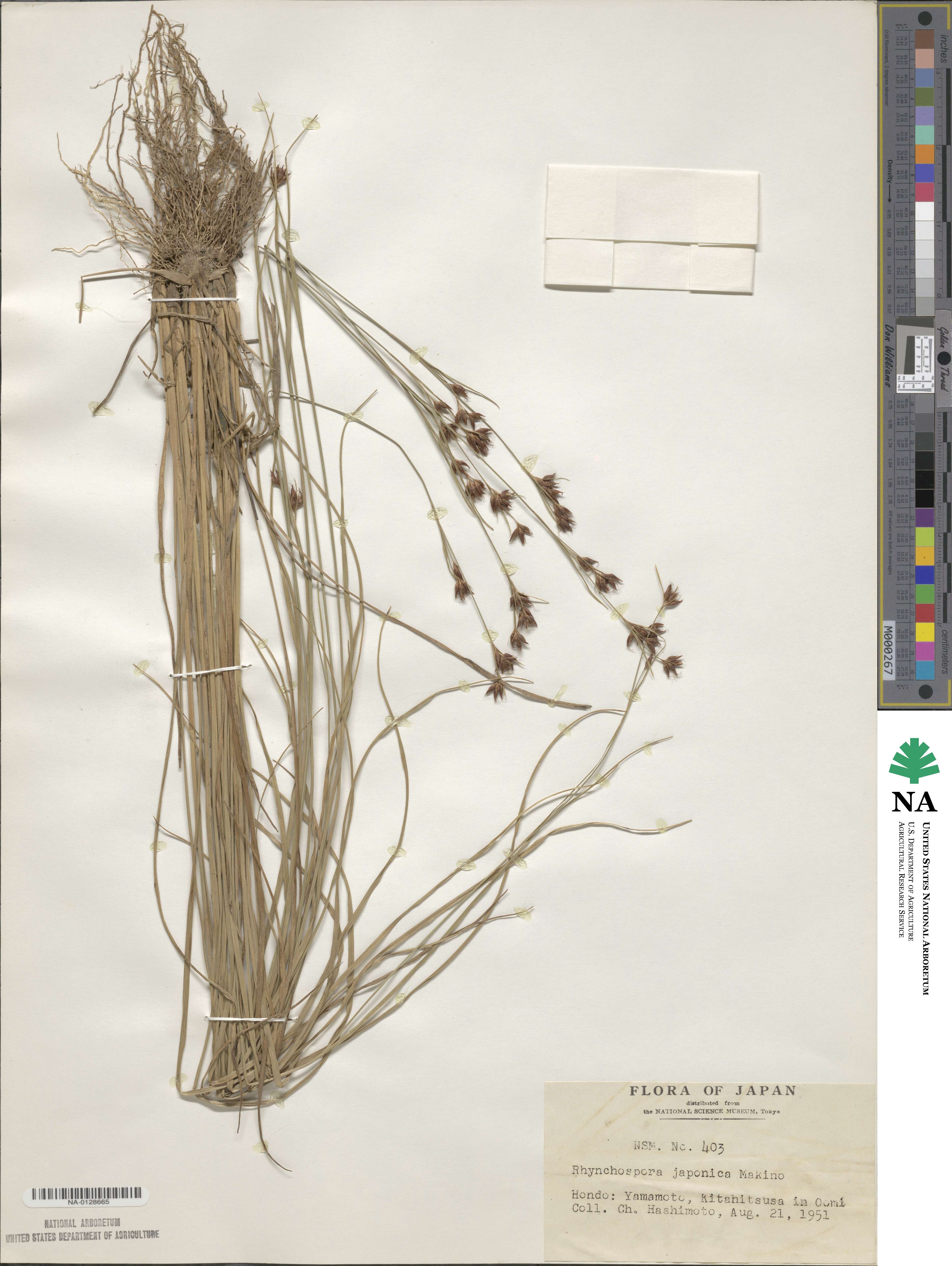 Rhynchospora chinensis subsp. chinensis image