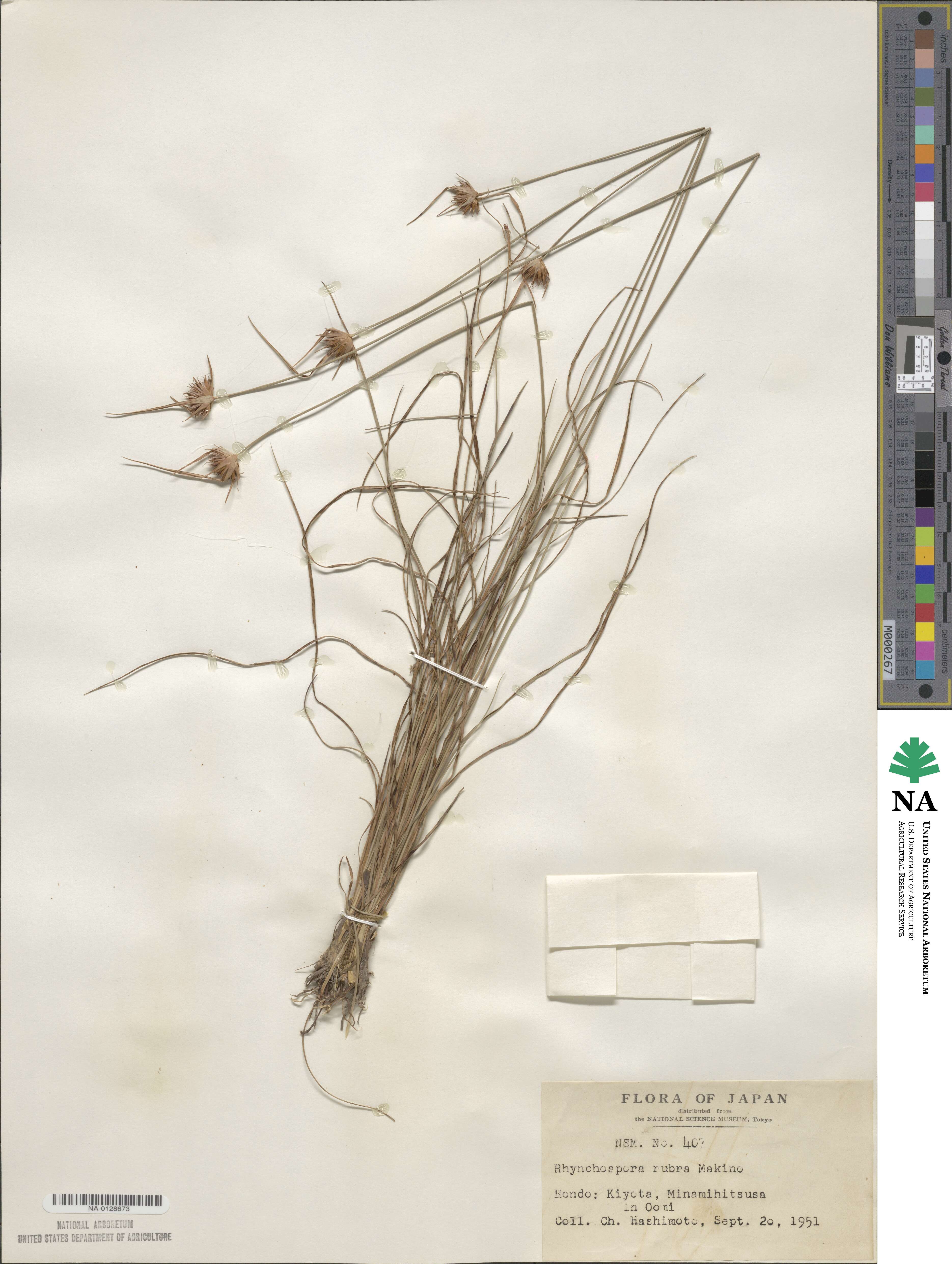 Rhynchospora rubra image