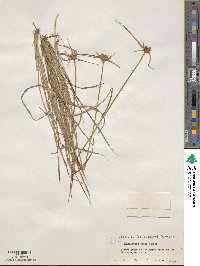 Rhynchospora rubra image