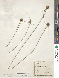 Rhynchospora rubra subsp. rubra image