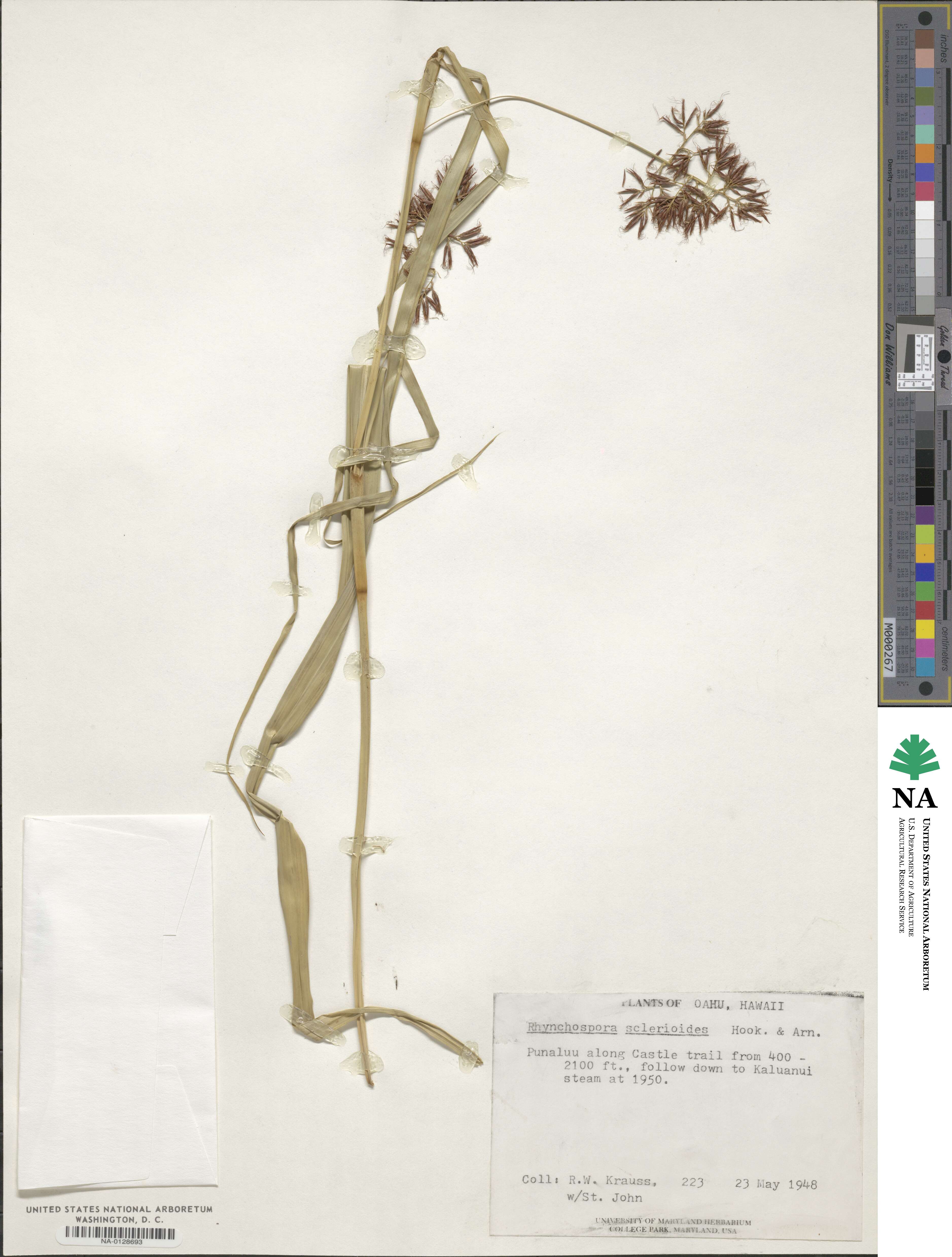 Rhynchospora sclerioides image