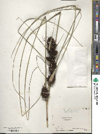 Gahnia tristis image