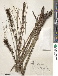 Gahnia tristis image