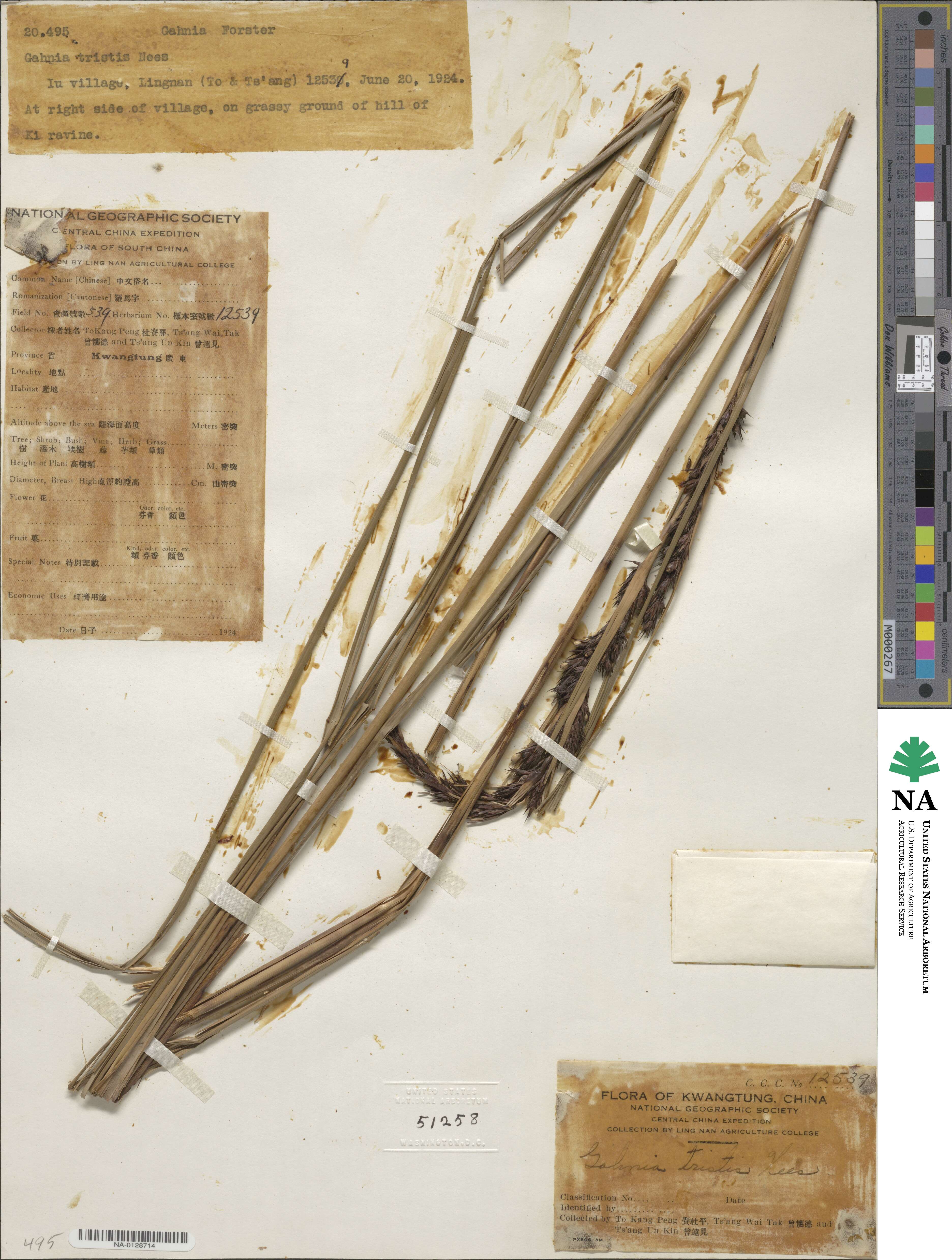 Gahnia tristis image