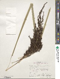 Gahnia setifolia image