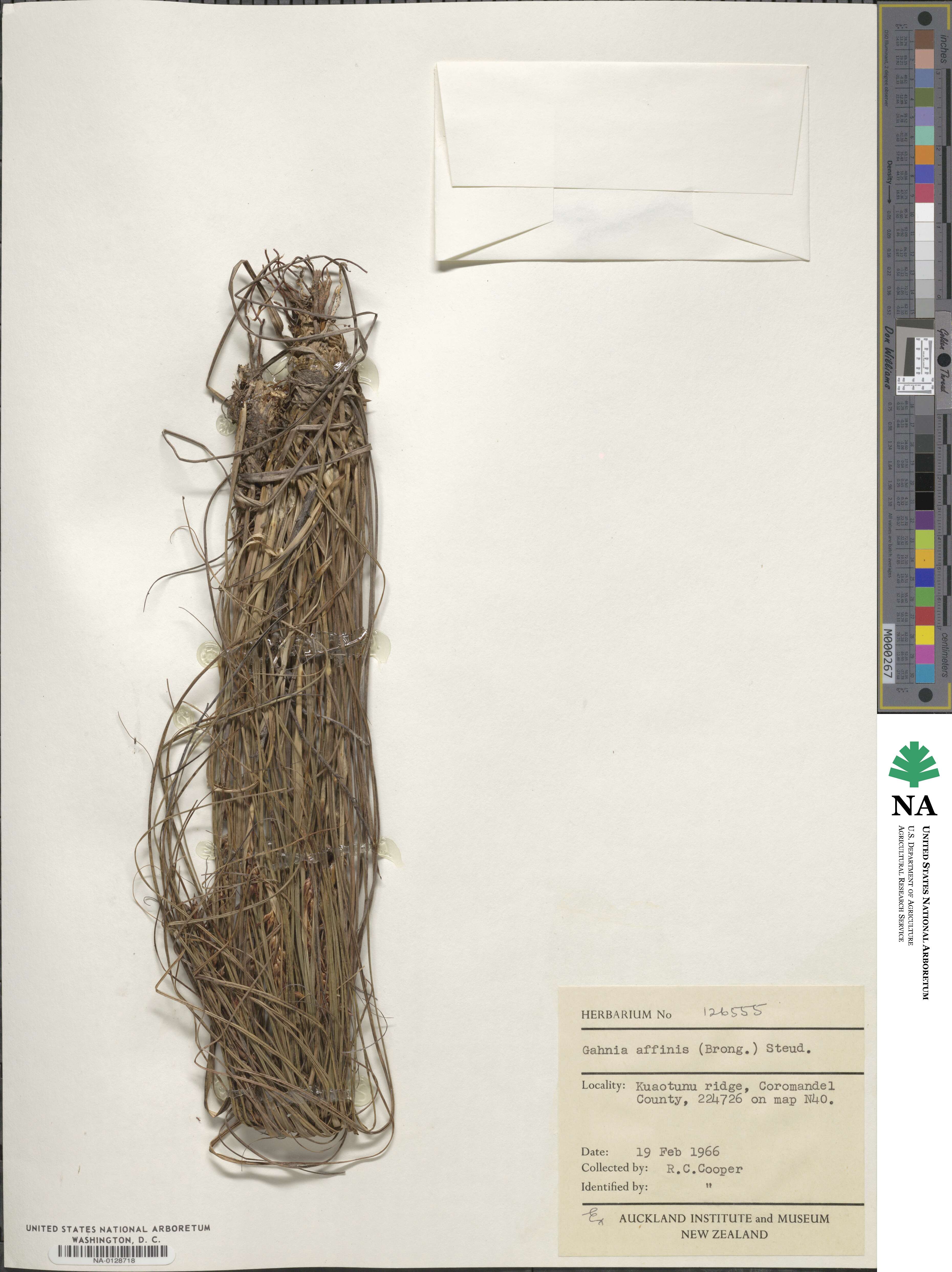 Morelotia affinis image