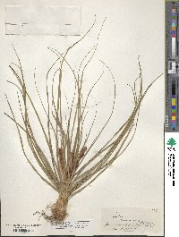 Morelotia affinis image