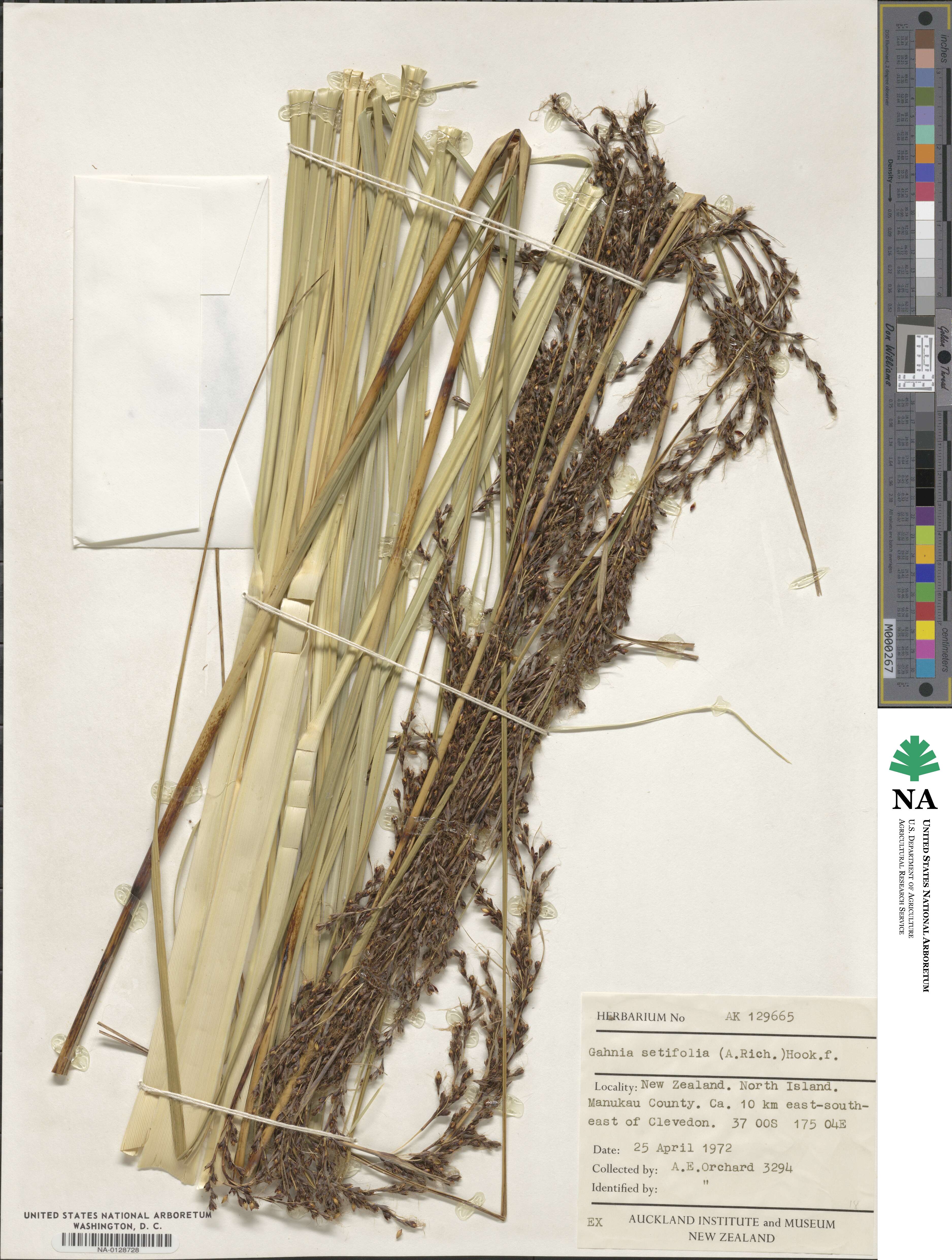 Gahnia setifolia image