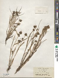 Fuirena ciliaris image