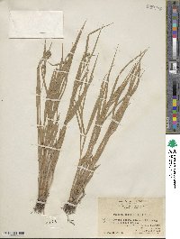 Fuirena ciliaris image