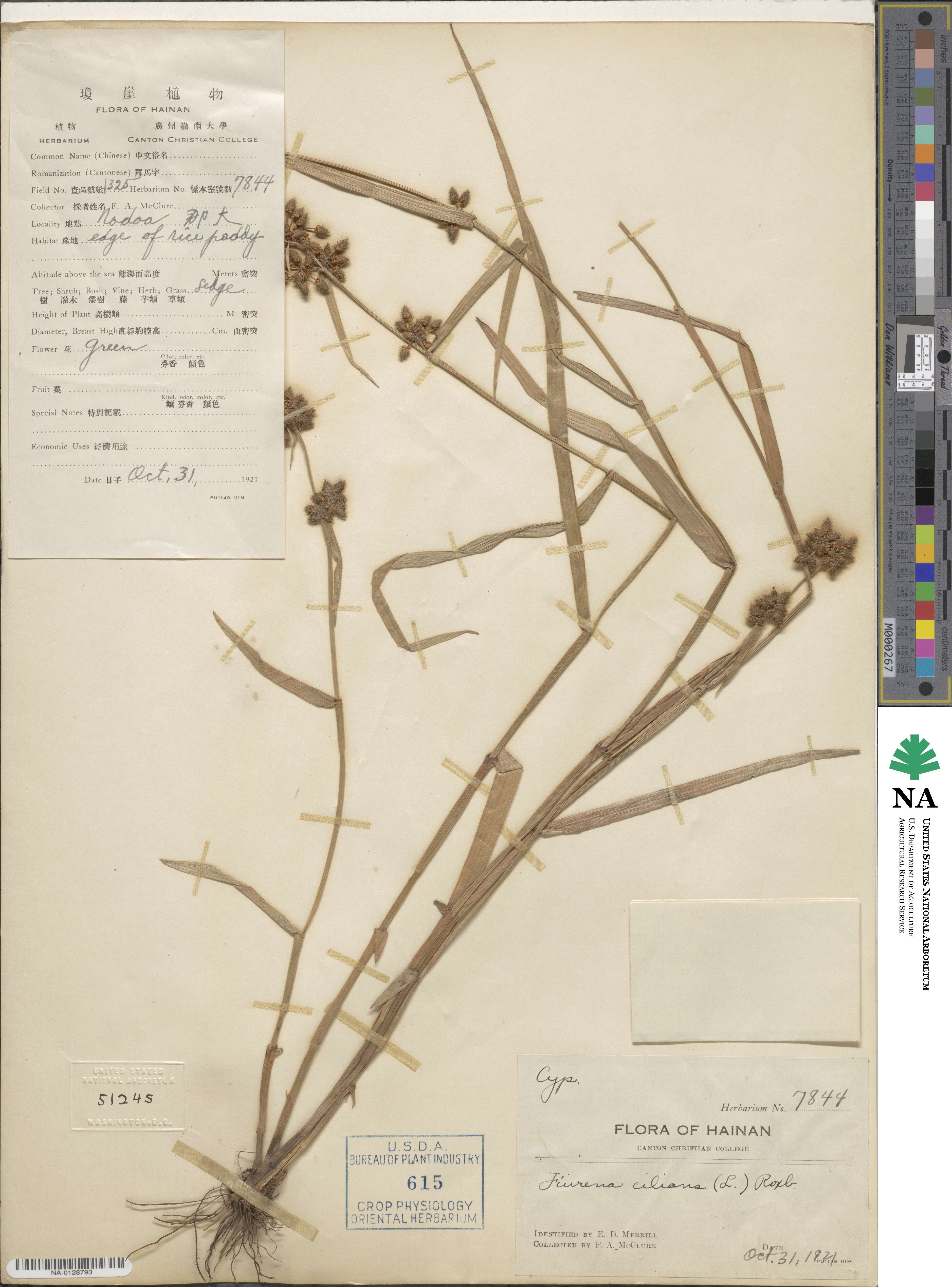 Fuirena ciliaris image