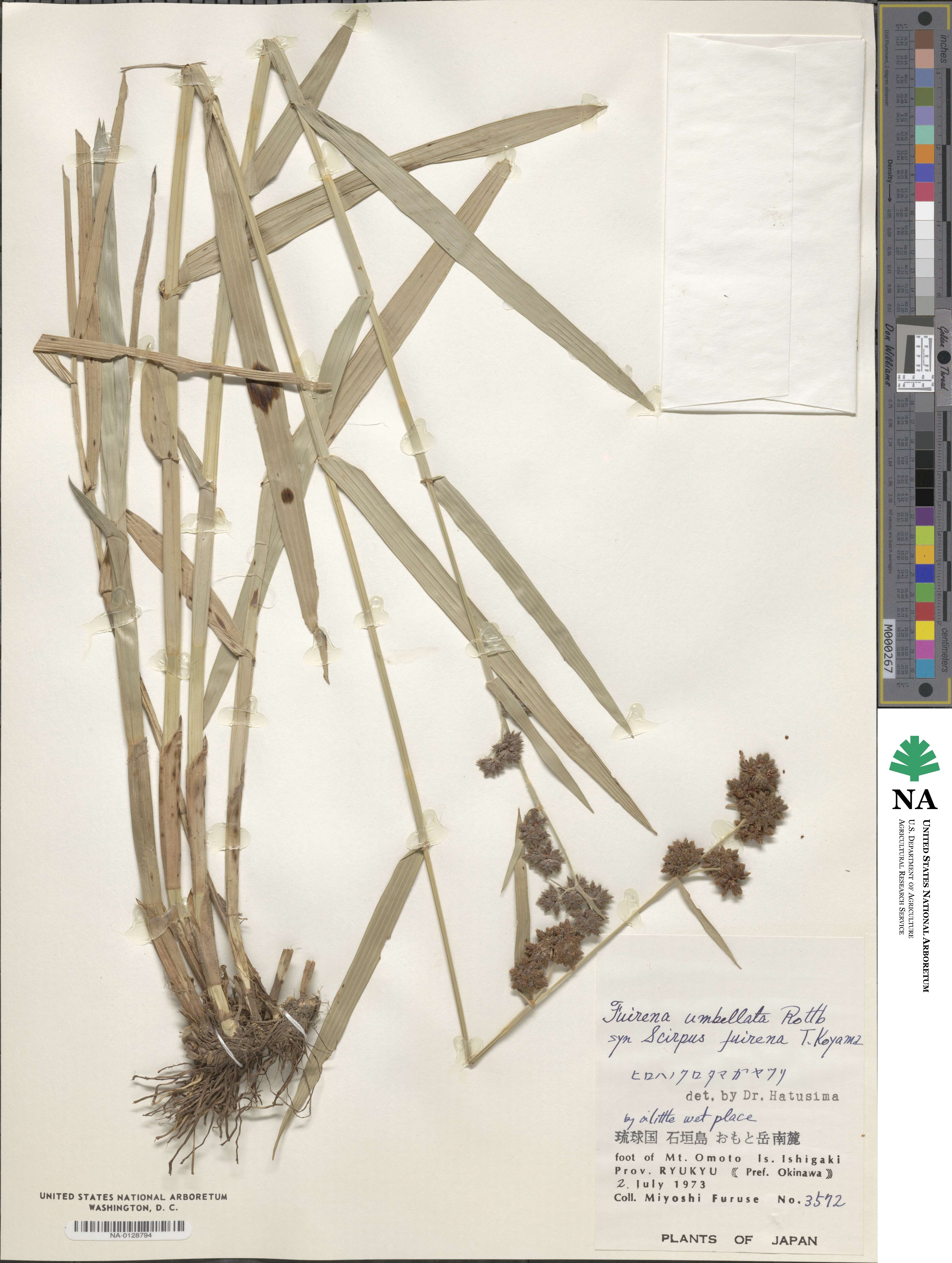 Fuirena umbellata image